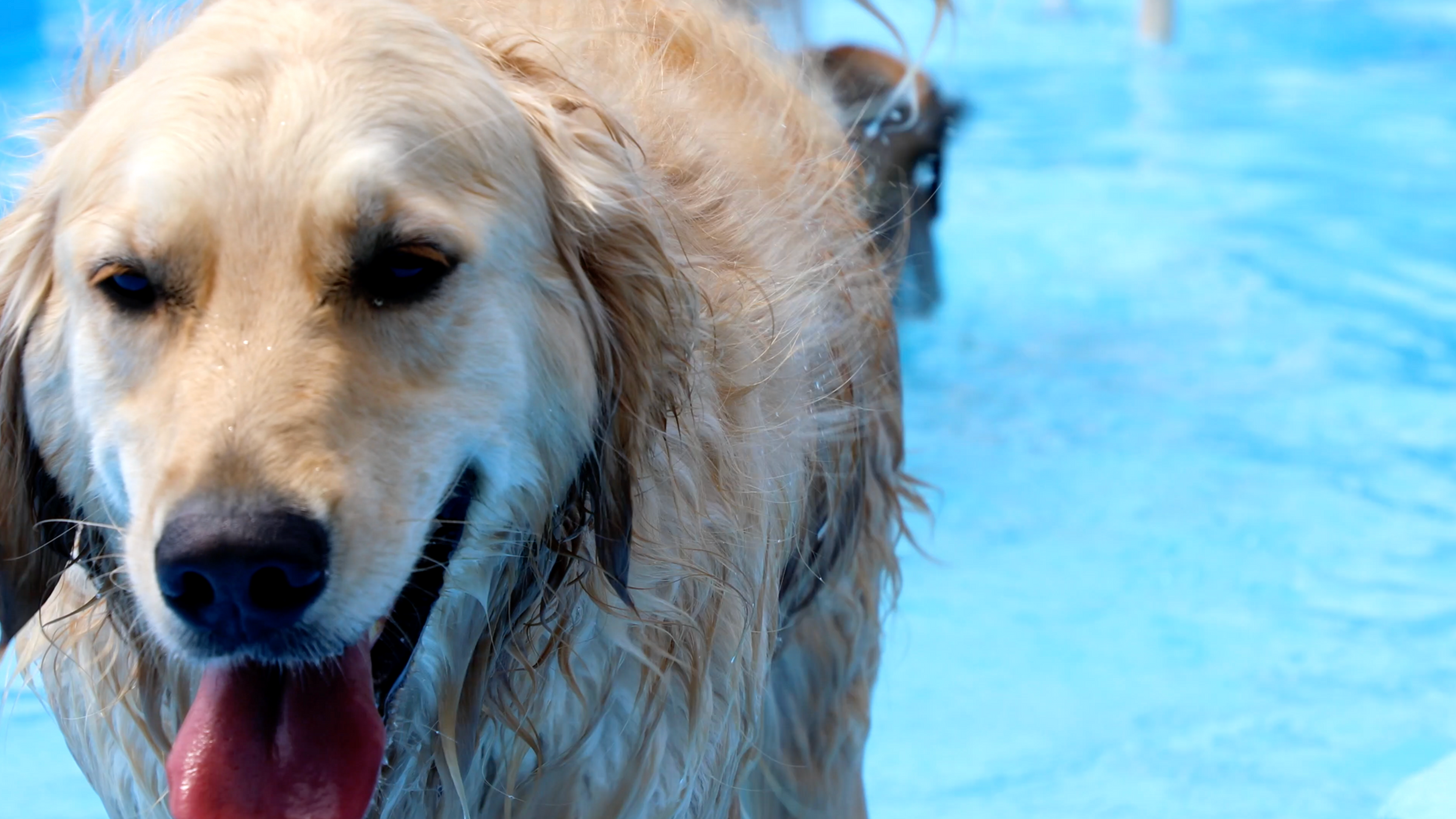 Prosper Dog Resort